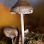 common bonnet