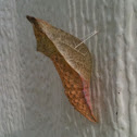 Spicebush Swallowtail (chrysalis)