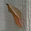 Spicebush Swallowtail (chrysalis)