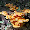 Chicken Mushroom