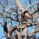 Bateleur Eagle