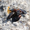 Blue mussel