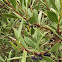 Common  Boobialla