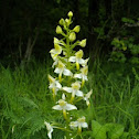 Cephalanthera damasonium
