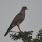 Eastern Chanting Goshawk