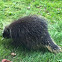 North American Porcupine