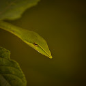 Green vine snake