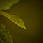 Green vine snake