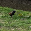 Sturnus vulgaris (Szpak zwyczajny)