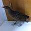 Corn Crake