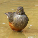 Rufous-bellied Thrush (zorzal común)