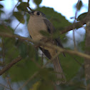 Tufted Titmouse