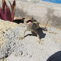 Lagartija