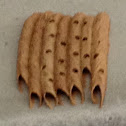 Mud dauber nests.