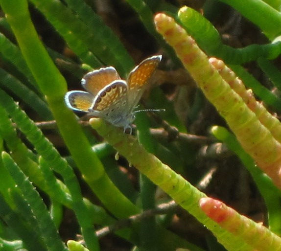 Western pygmy blue butterfly