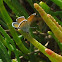 Western pygmy blue butterfly