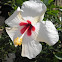 Hibisco
