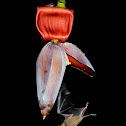 Fruit Bat