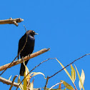 Brewer's Blackbird