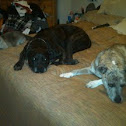 Tyson,Lulu and Winnie