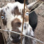 Pygmy goat
