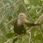White-headed capuchin