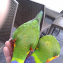 Rainbow Lorikeet