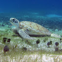 Green Sea Turtle