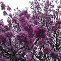 Plum Blossom