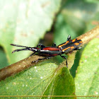 Straight-snouted Weevil