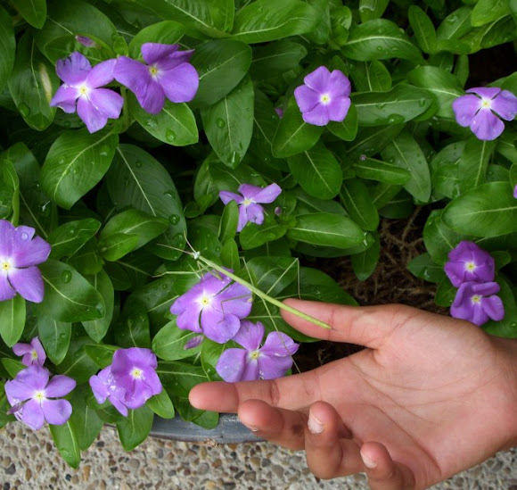 Spotting Image 1