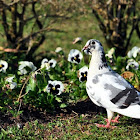 Pombo Doméstico