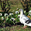 Pombo Doméstico