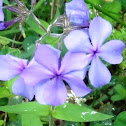 Wild Blue Phlox