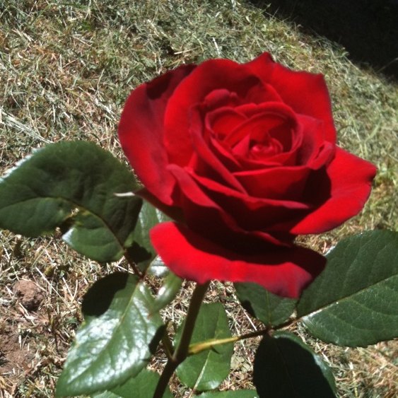 Spotting Image 1