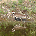 Killdeer