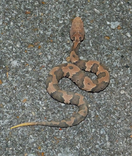 Cottonmouth (juvenile) Project Noah