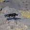 Wasp