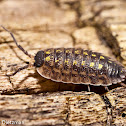 Pillbug