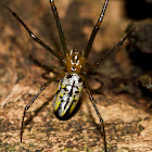 Silver Orb Spider