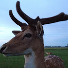 Sika Deer