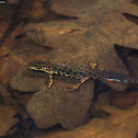 Common Newt