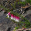 Common Heath