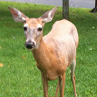 Whitetail deer doe
