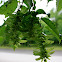 Hornbeam