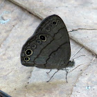 Carolina satyr