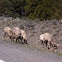 Big horn sheep
