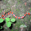 Serpiente Coral - Dumeril's Coral Snake