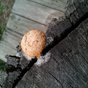 Dog vomit slime mold