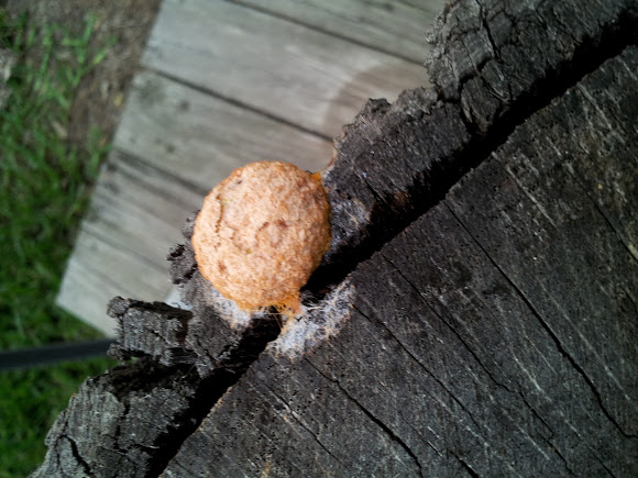Spotting Image 1